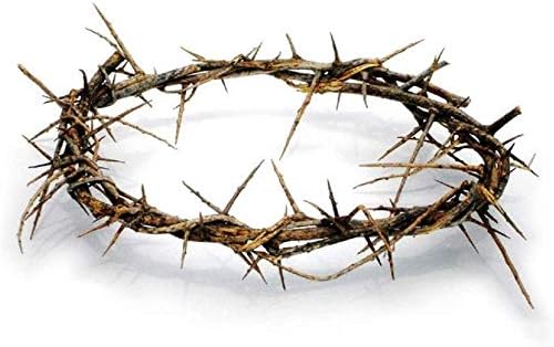 Authentic Biblical Lifesize 8 Inch Crown of Thorns with Certificate