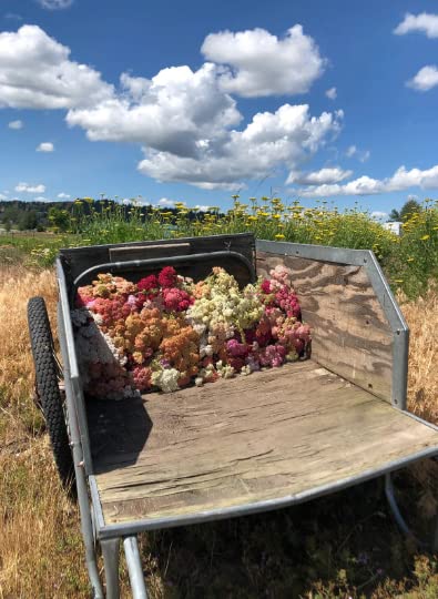 VanCortlandt Farms Dried Flower Hummingbird Wreath